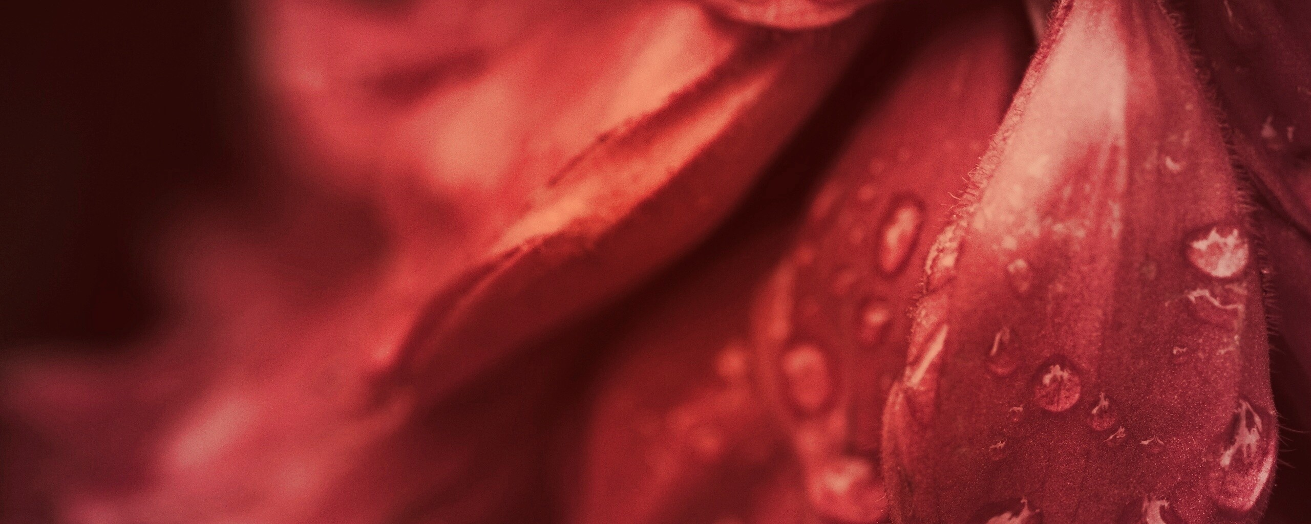 Лепестки обои