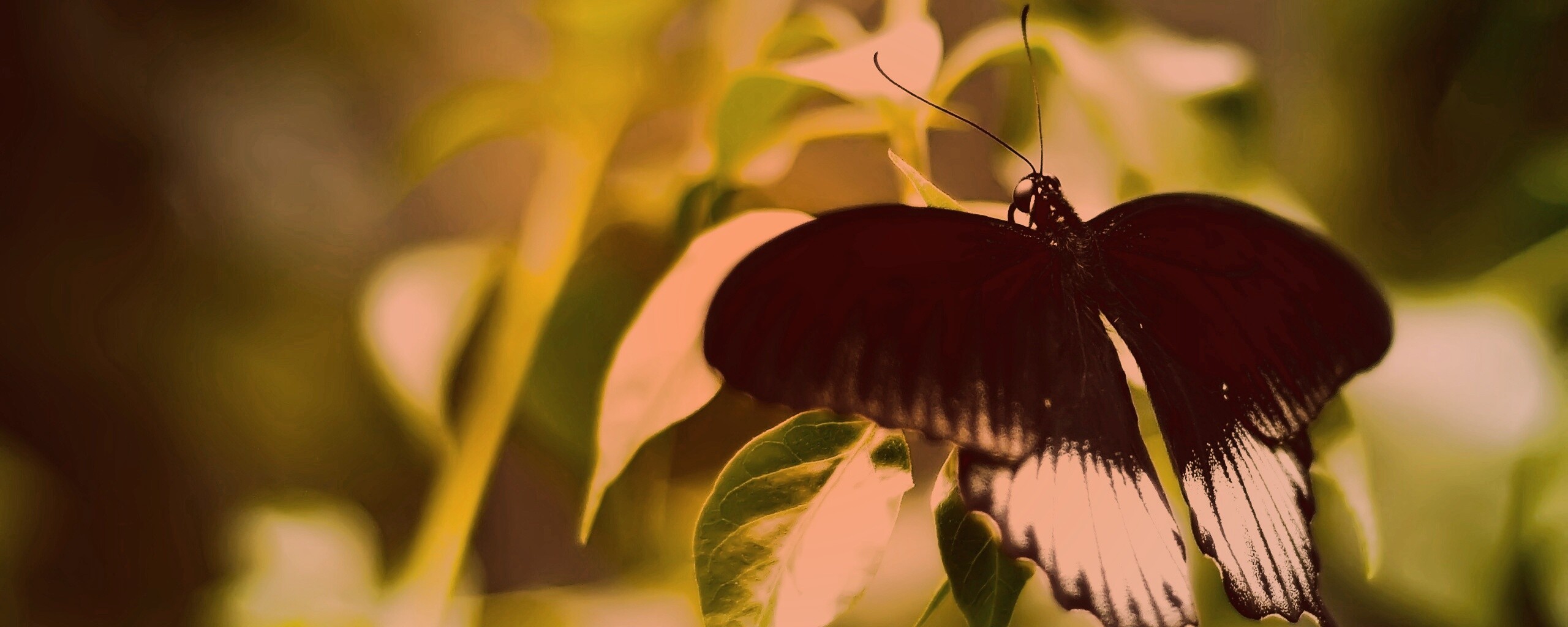 Бабочка с чёрно-белыми крыльями обои