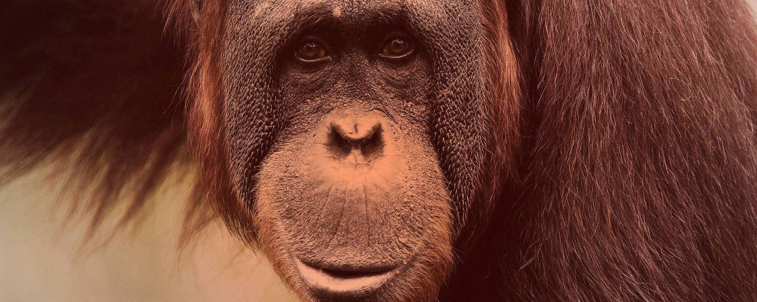Орангутан обои