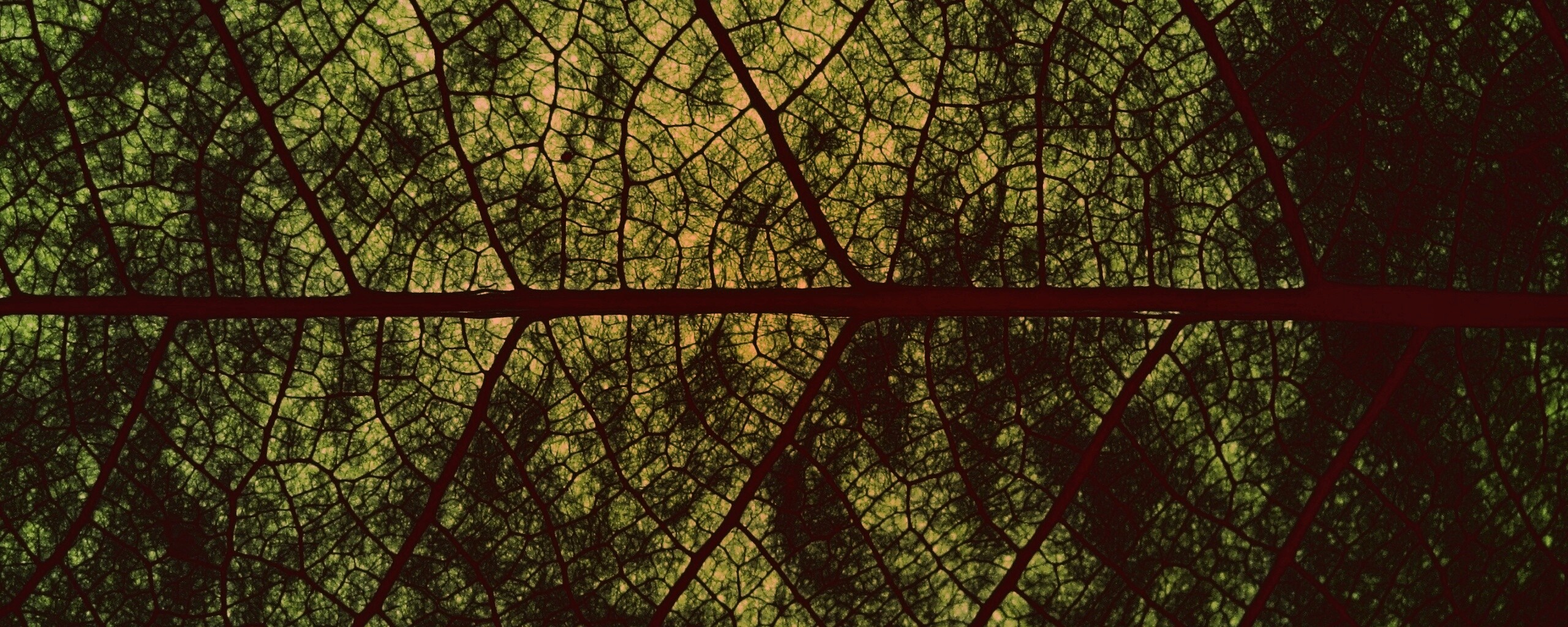 Свечение зеленого листа в макро обои