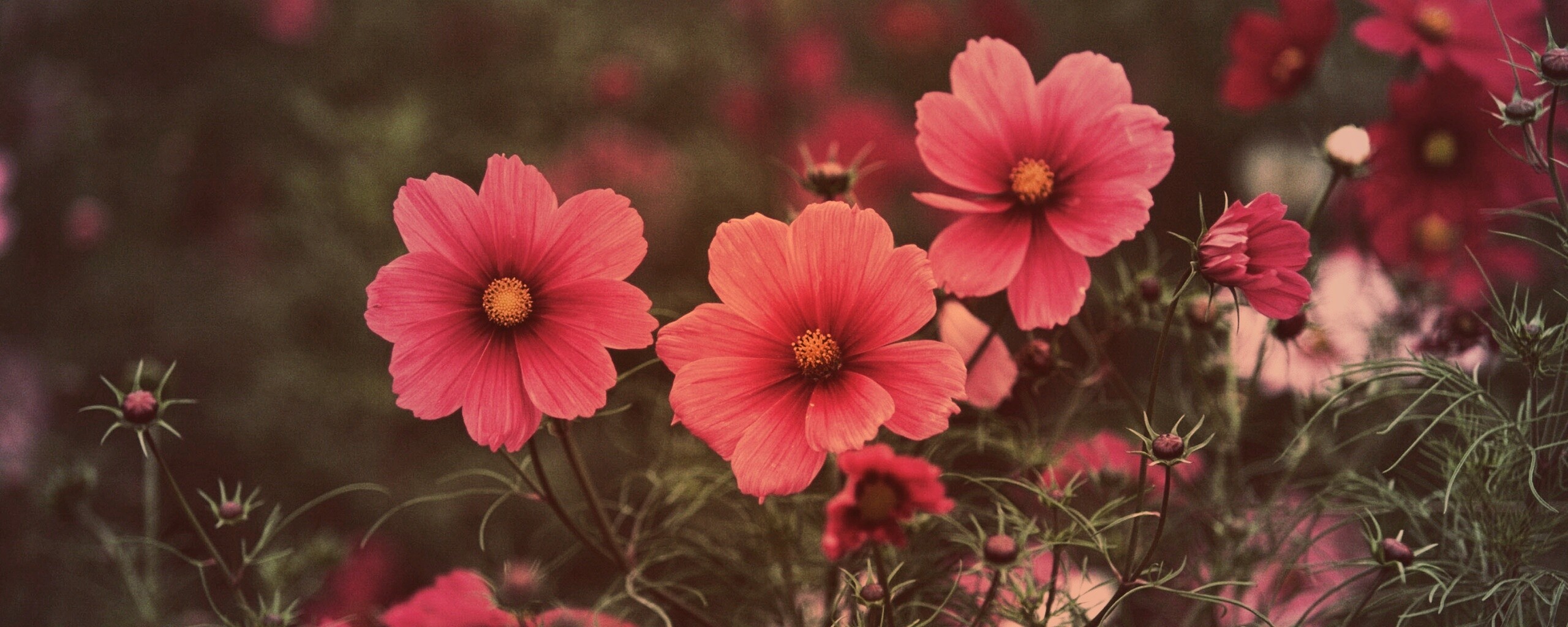 Яркие розовые цветы обои