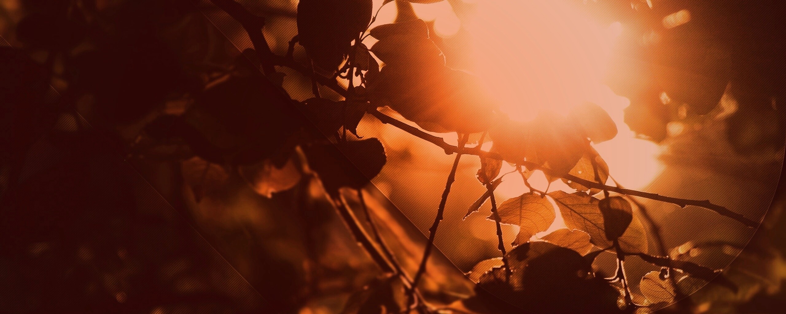 Солнце пробивается сквозь листву обои