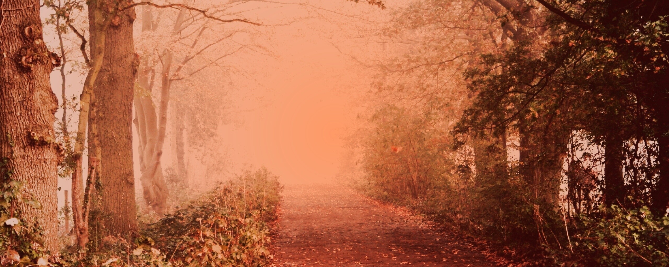 Парковая дорожка обои