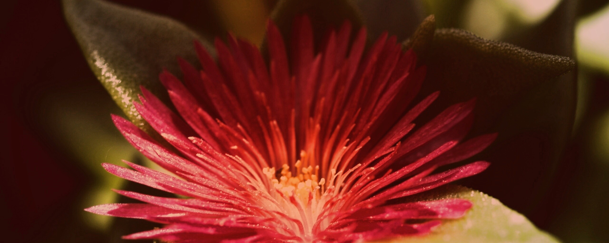 Чудесный цветок обои