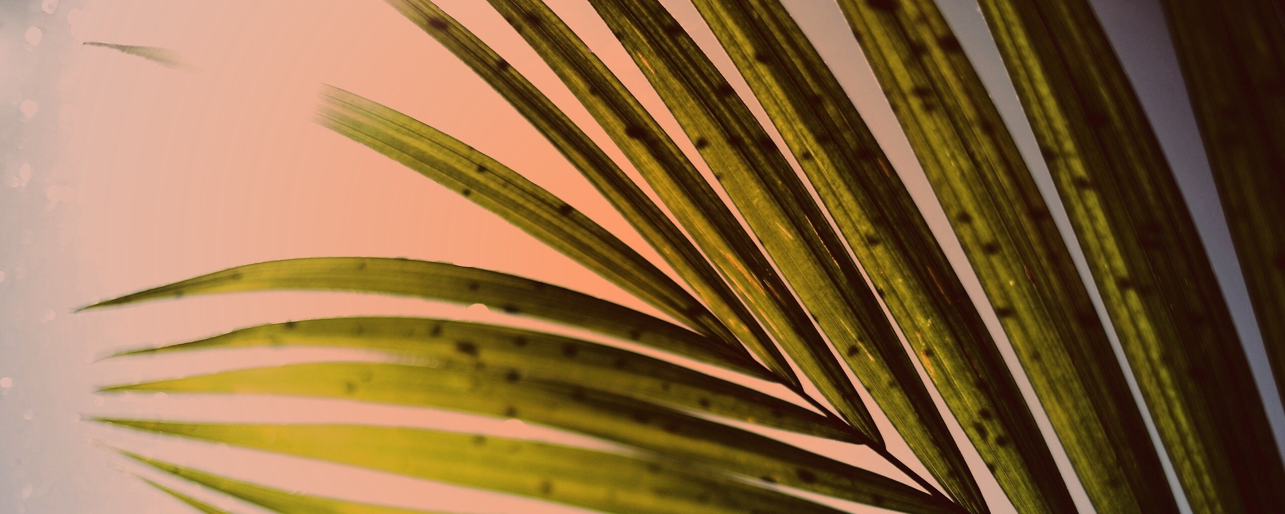 Солнце просвечивает сквозь пальмовый лист обои