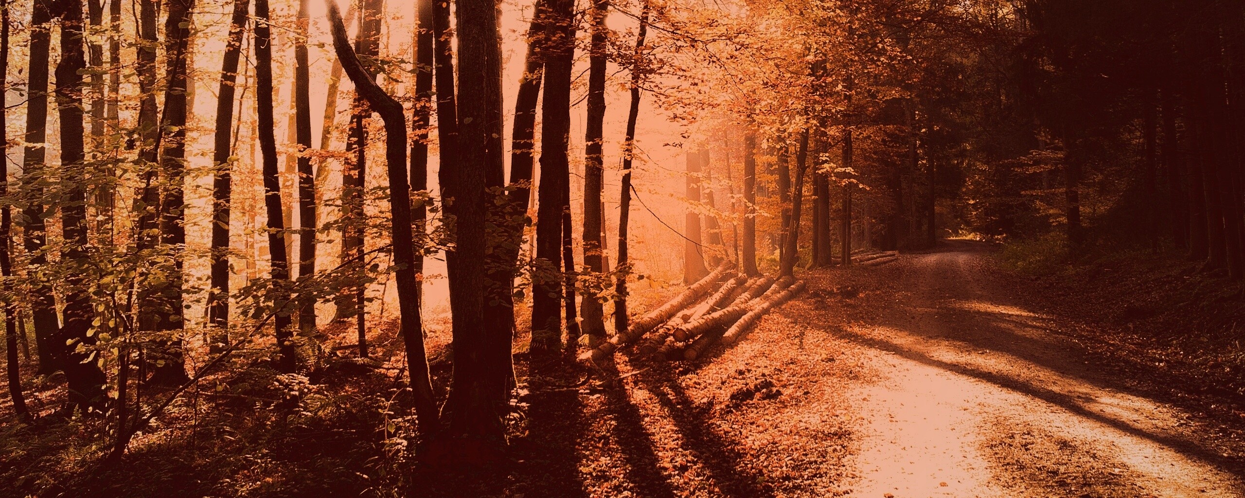 Дорога вдоль просеки в осеннем лесу обои