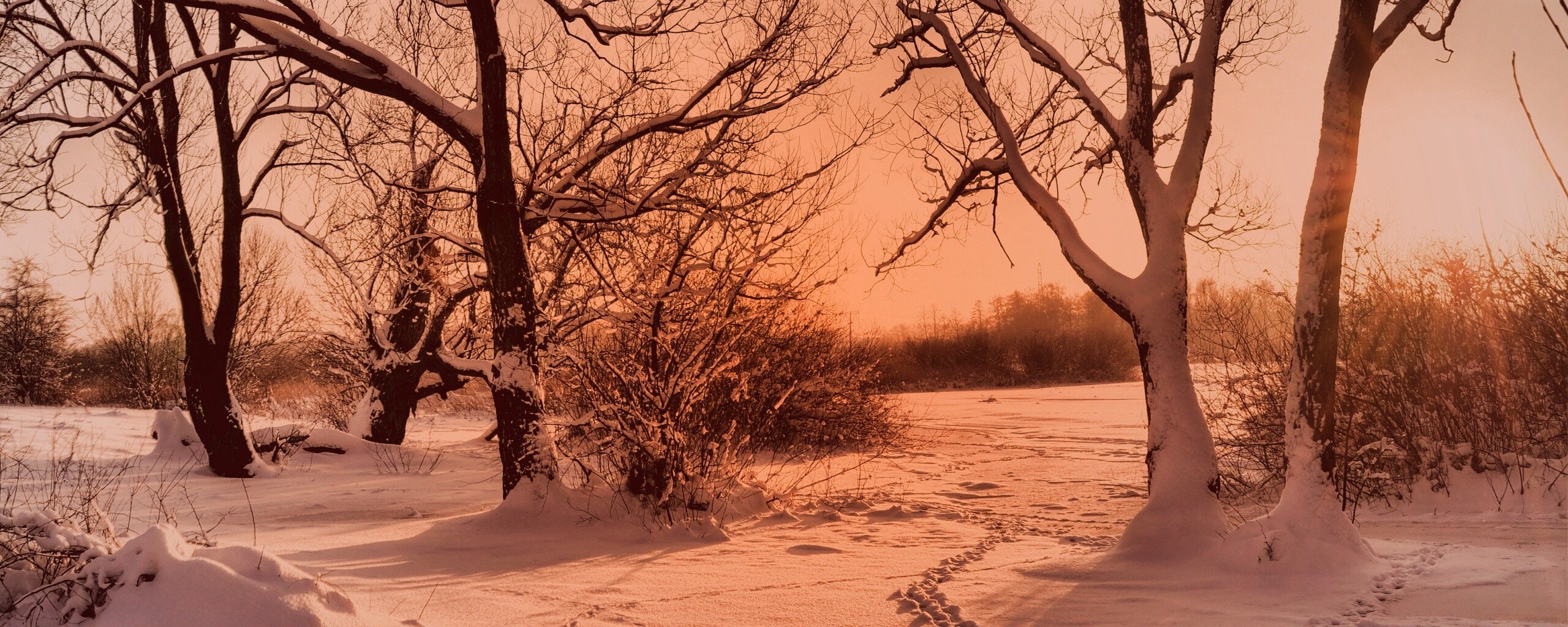 Солнечный свет в зимнем лесу обои