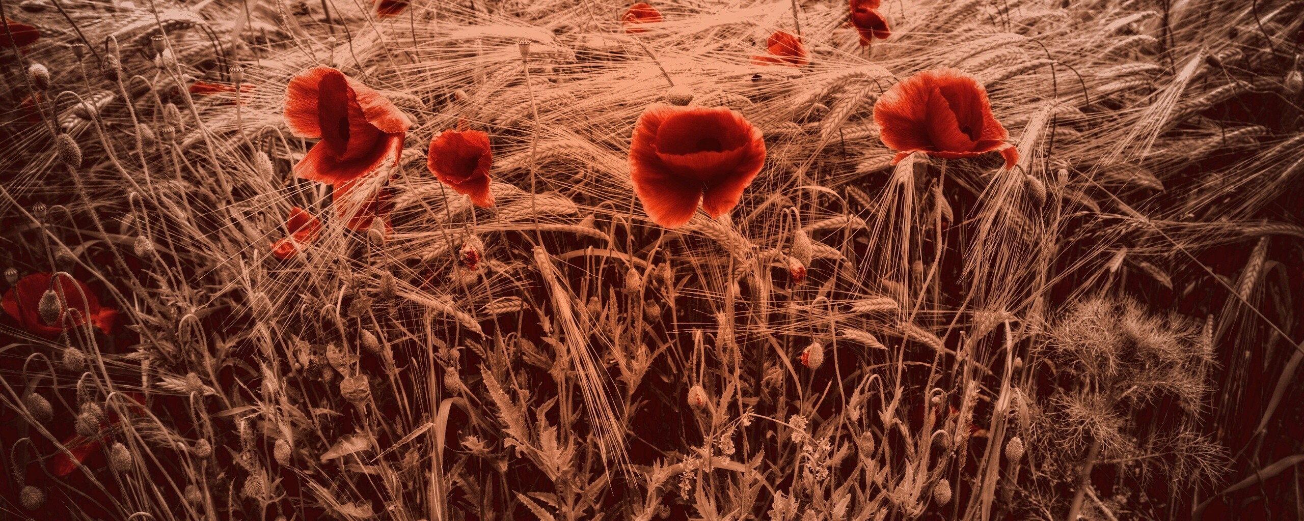 Красные маки обои