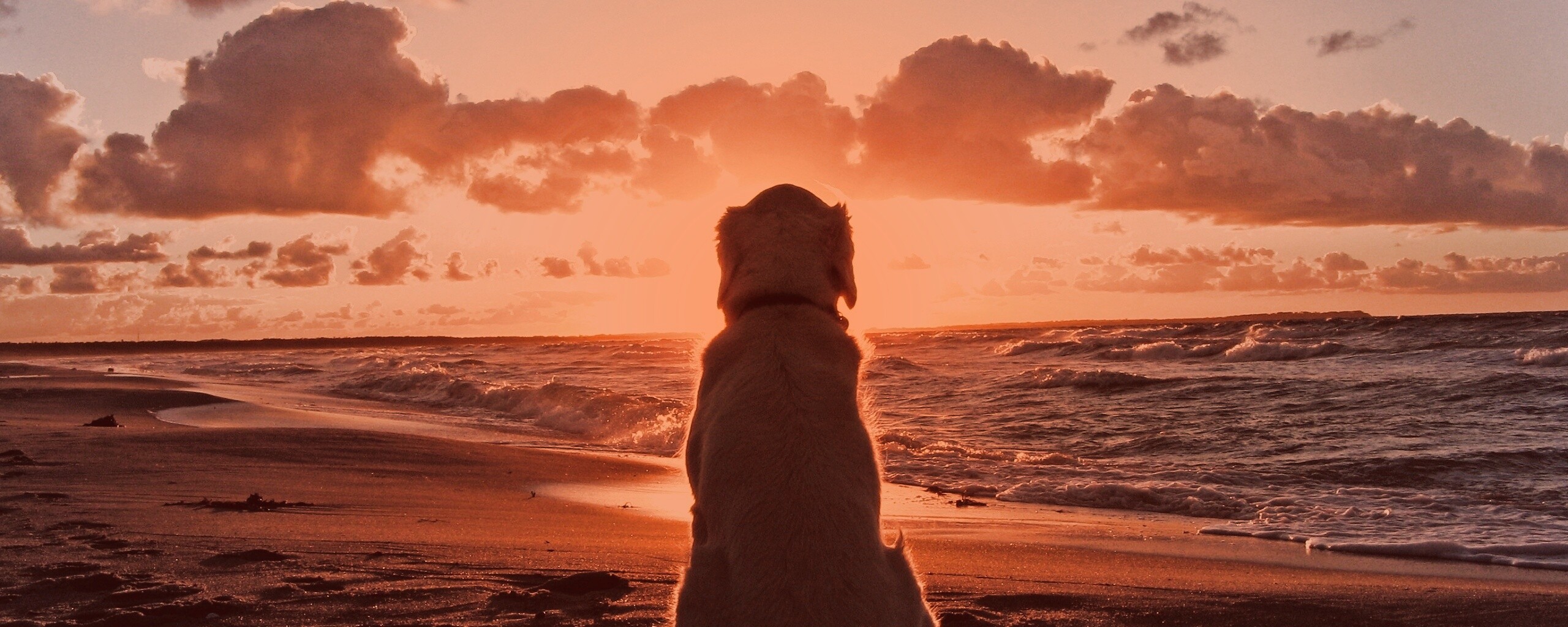 Собака наблюдающая закат на пляже обои