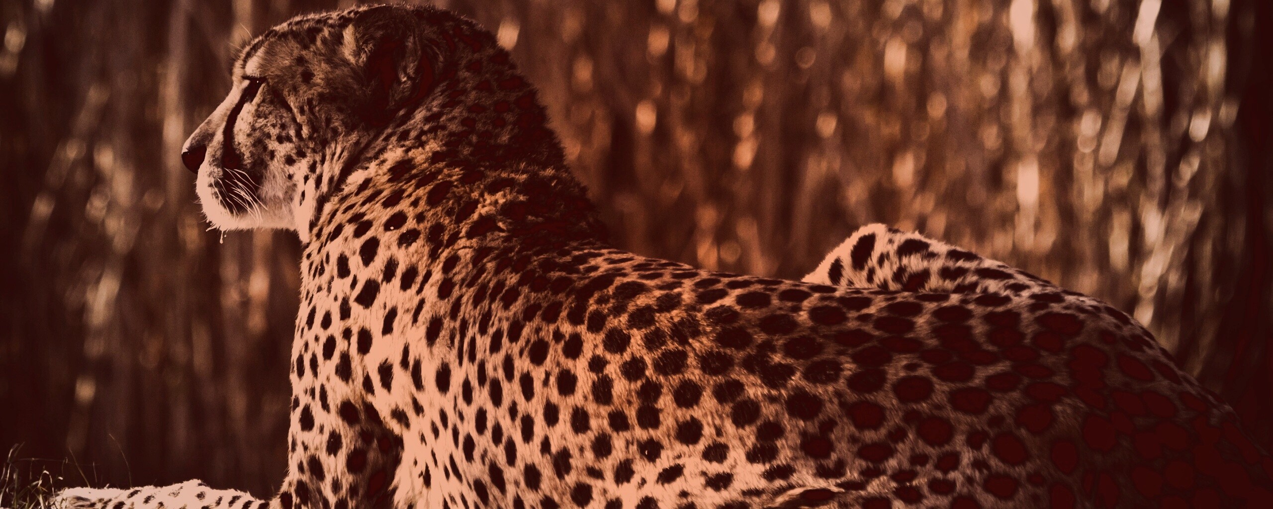 Гепард обои