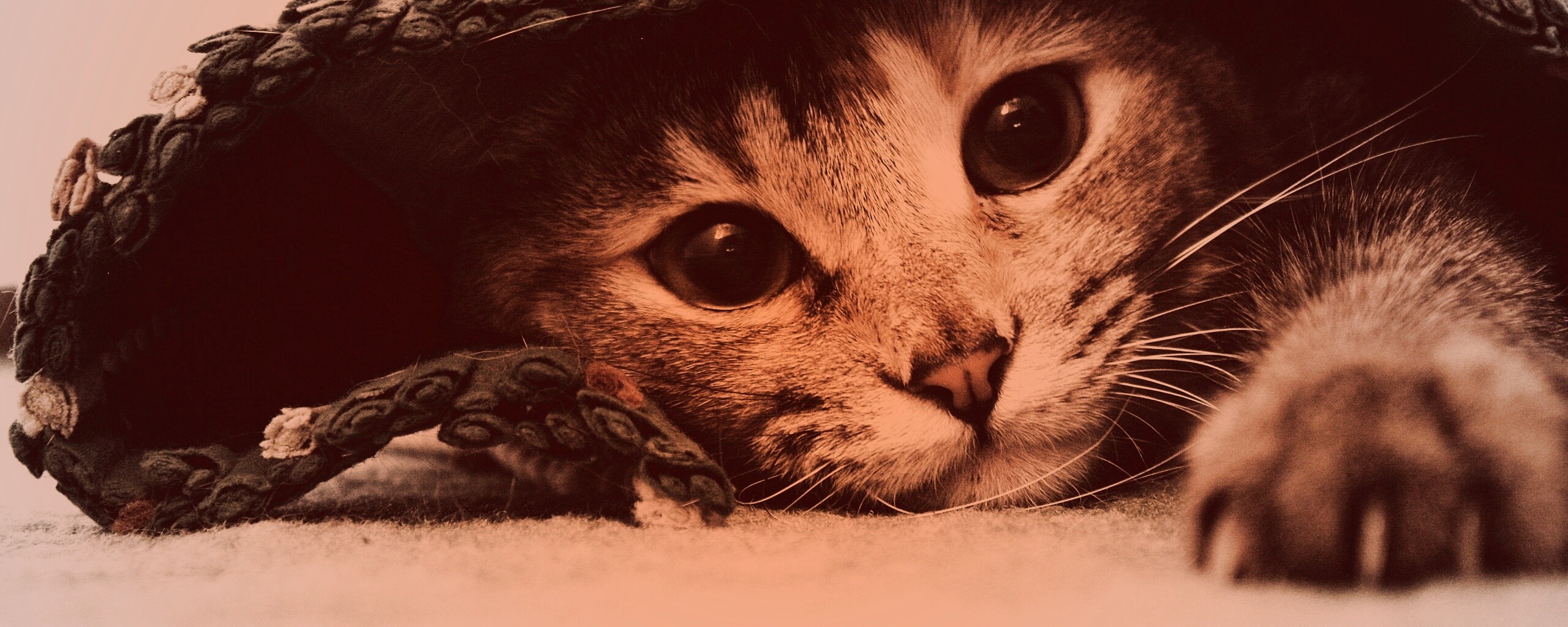 Кот под ковриком обои