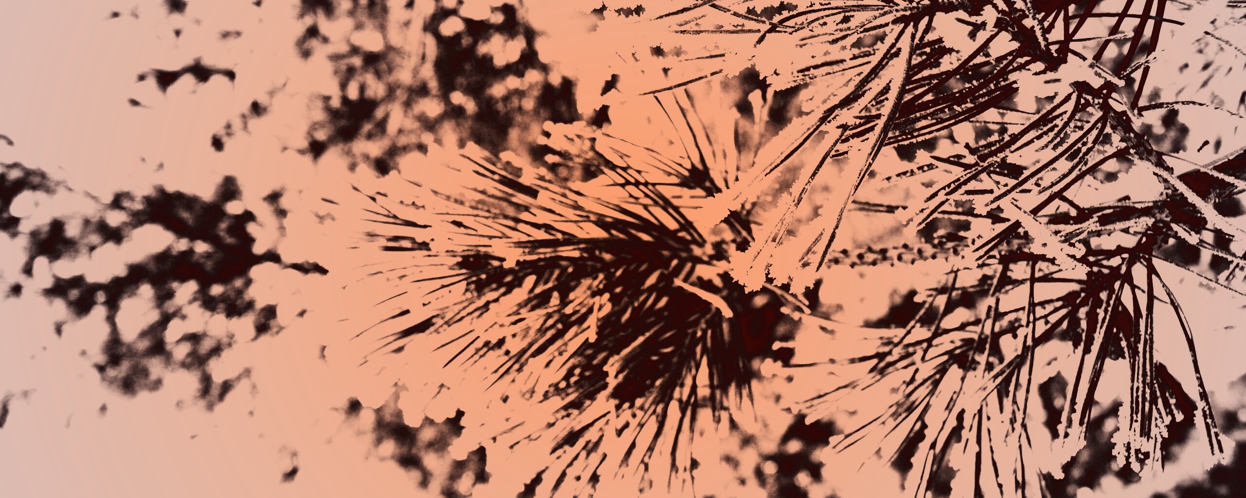 Хвойная ветка обои