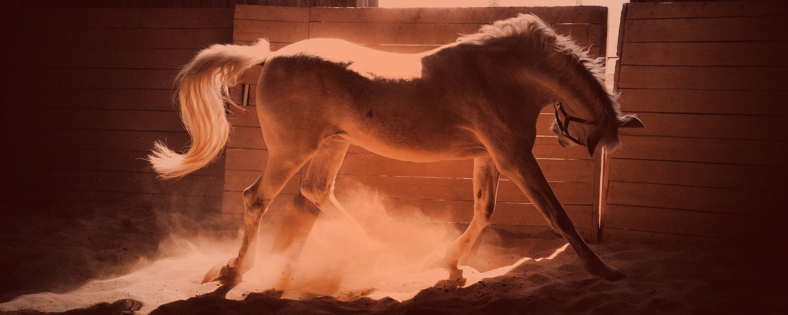 Белая лошадь в загоне обои