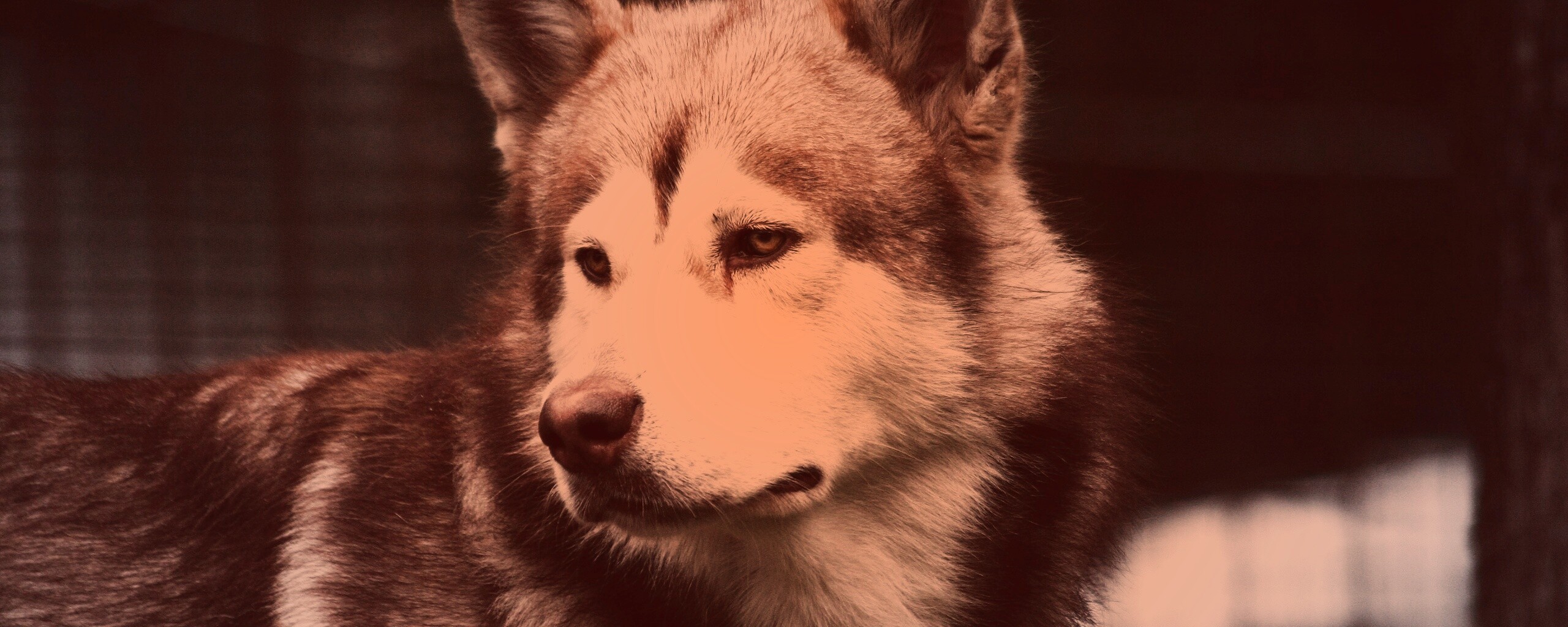 Собака с грустным взглядом обои