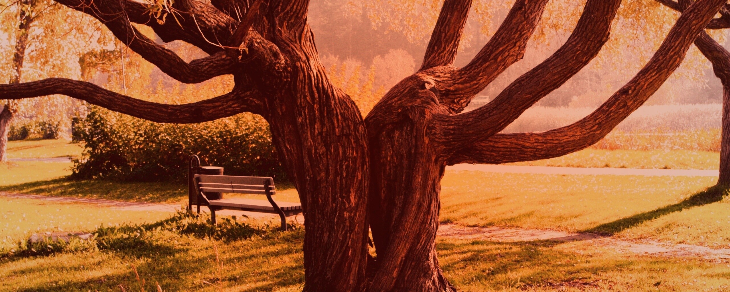 Старые сросшиеся деревья обои