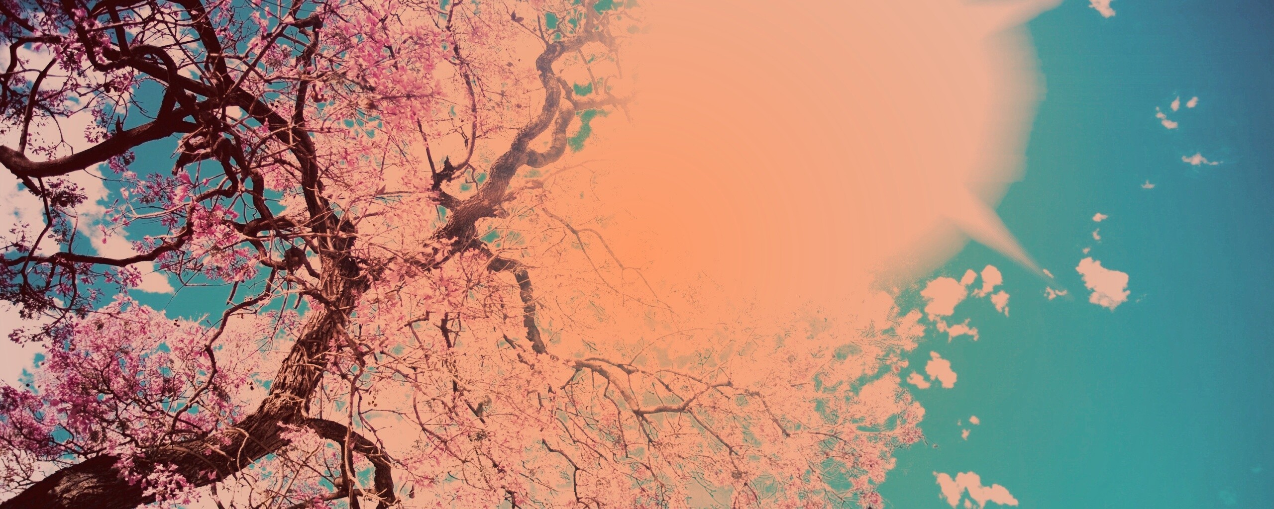 Цветение вишни обои