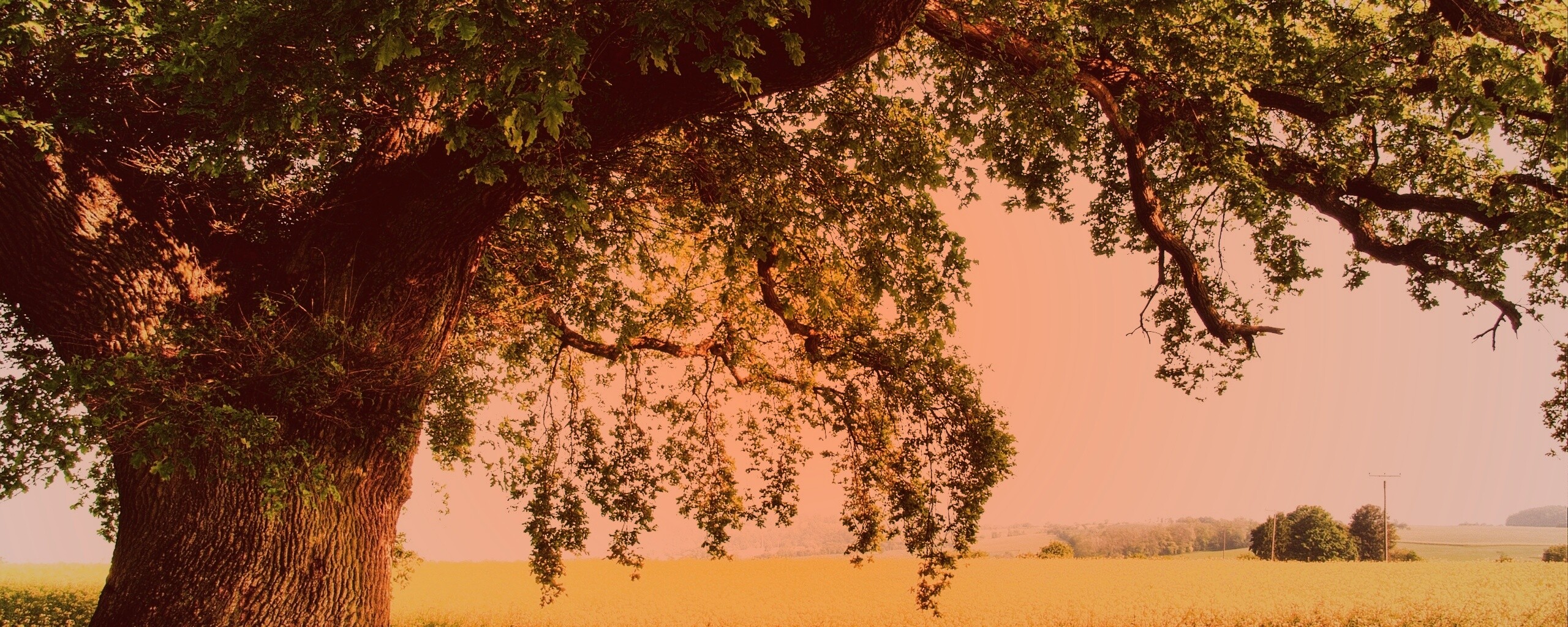 Старый дуб обои