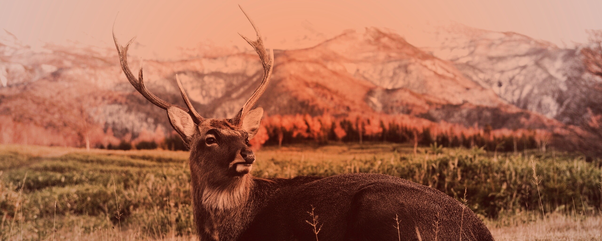 Олень отдыхает в предгорьях обои