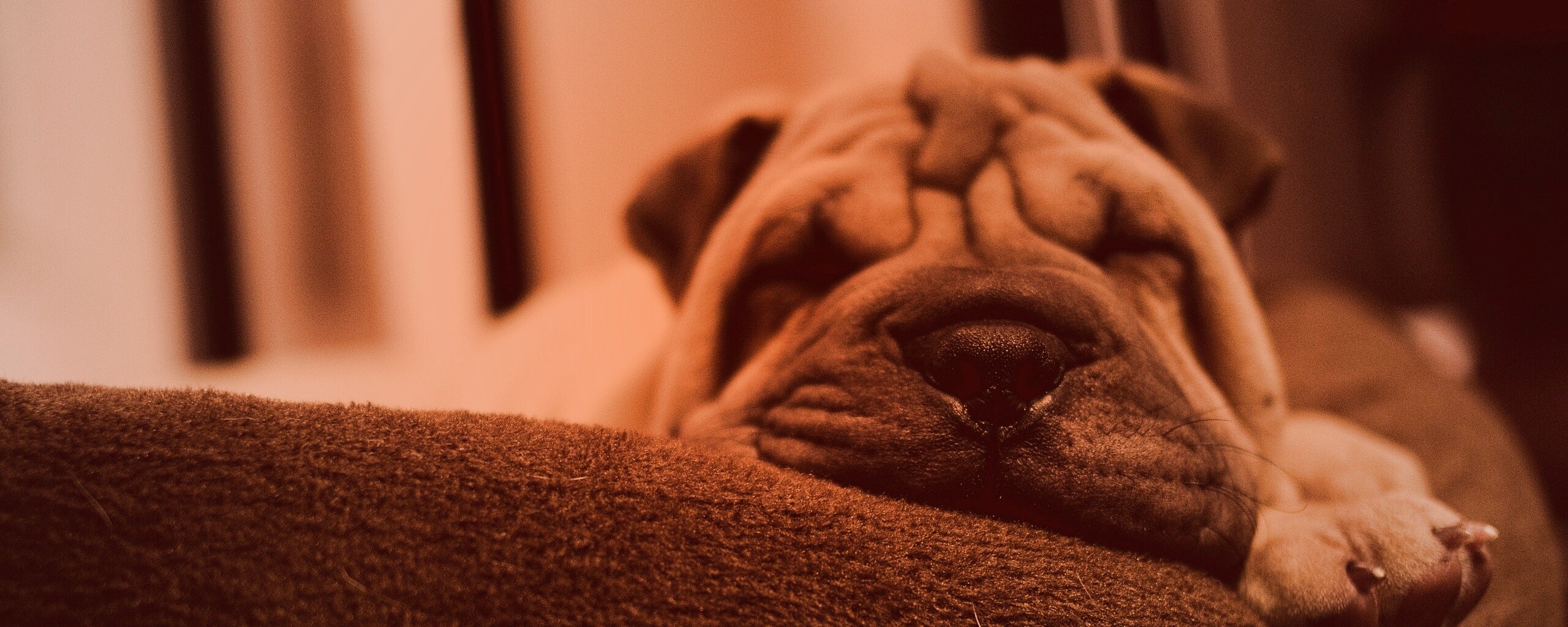 Щенок шарпея спит обои