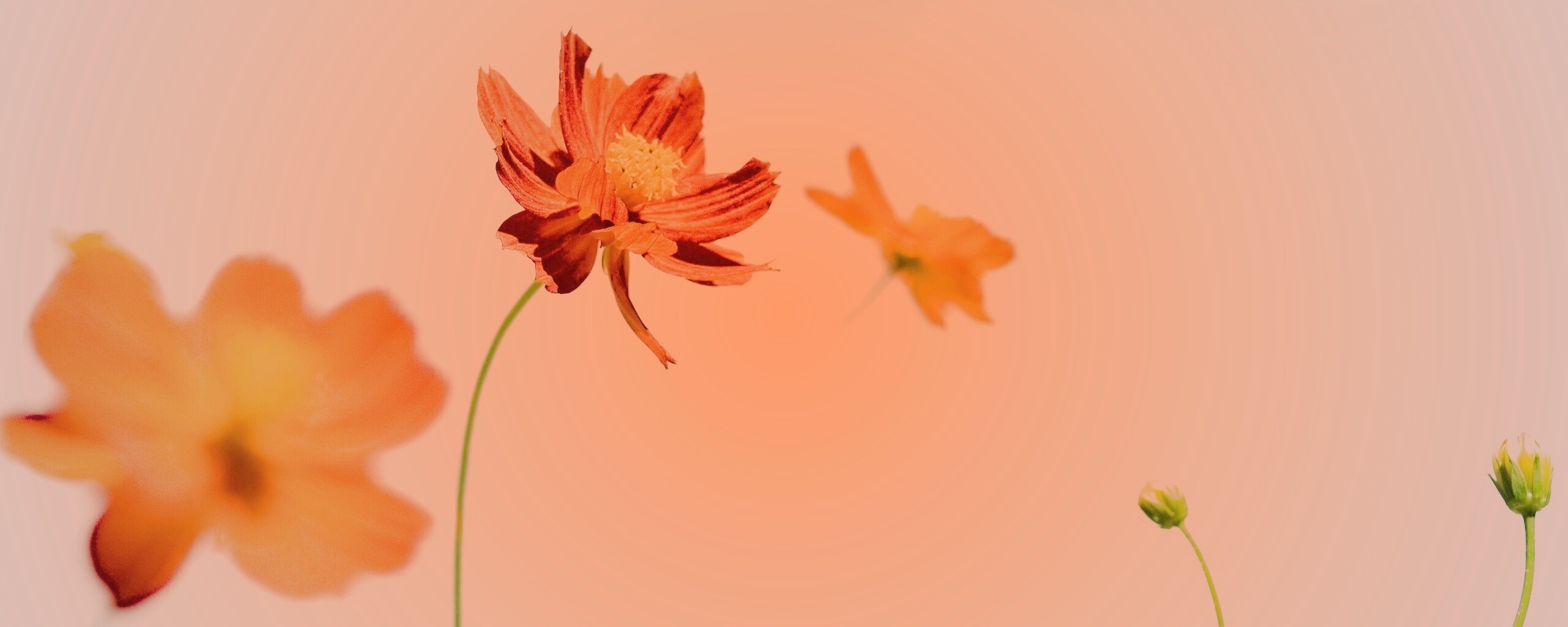 Летние цветы на фоне неба обои