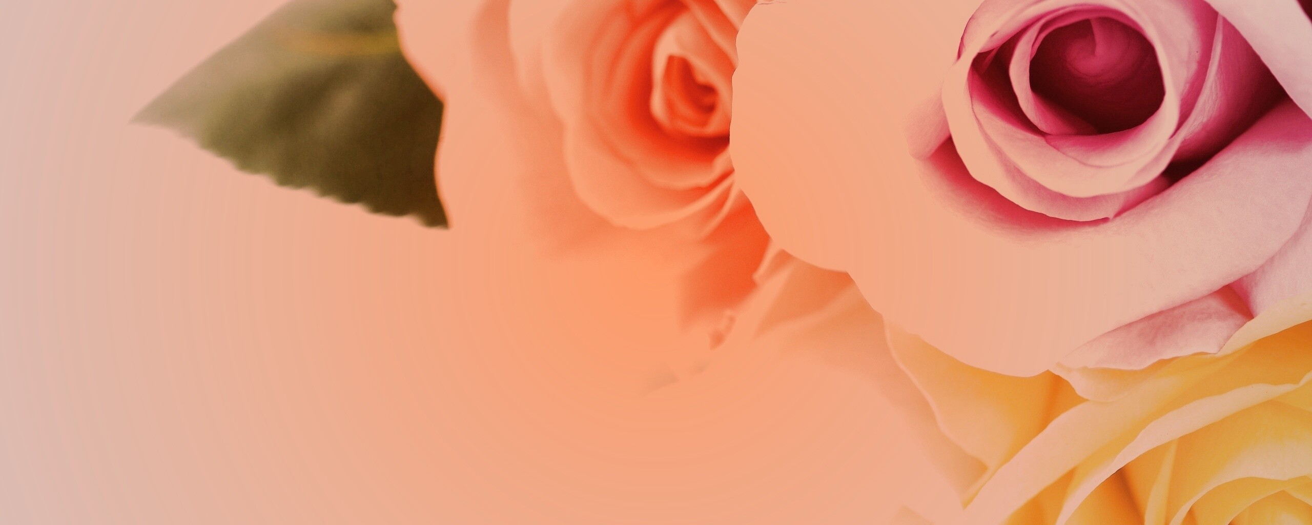 Букет разноцветных роз обои