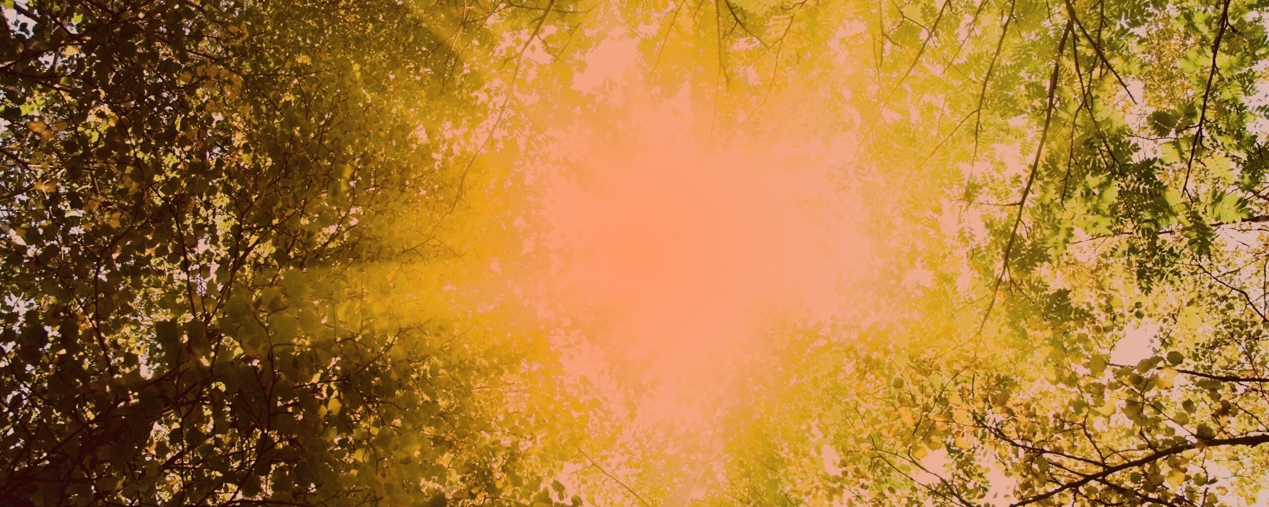 Яркий зеленоватый свет пробивающийся сквозь листву обои