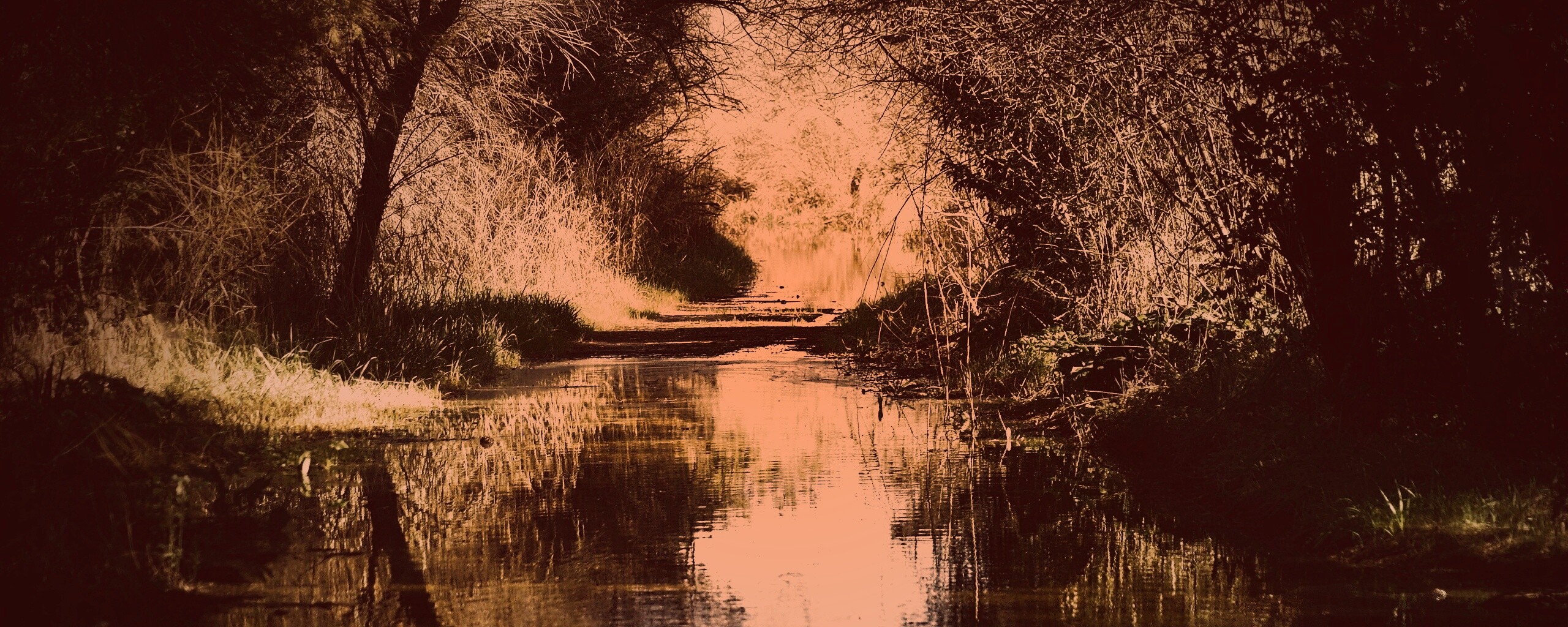 Лесная заросшая река обои