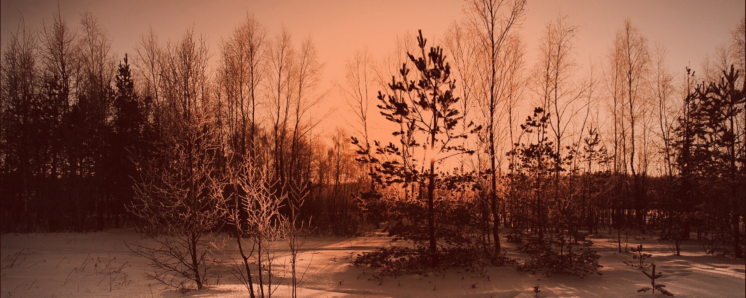 Зимний лес обои