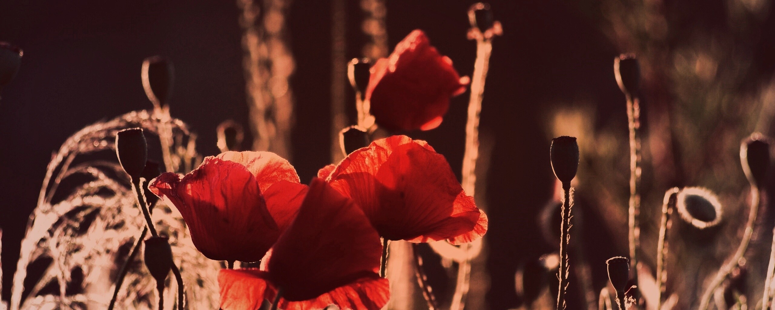 Макро фото мака обои