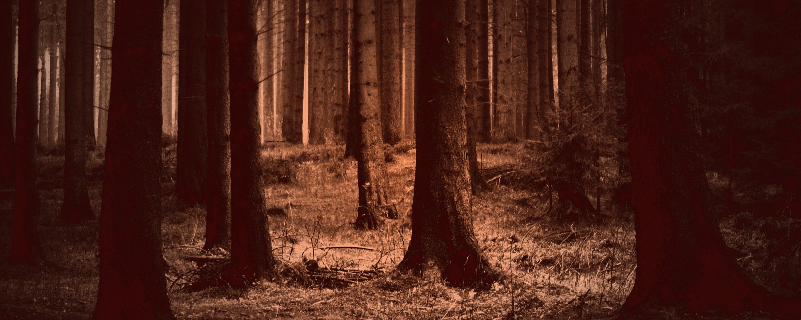 Темный лес обои