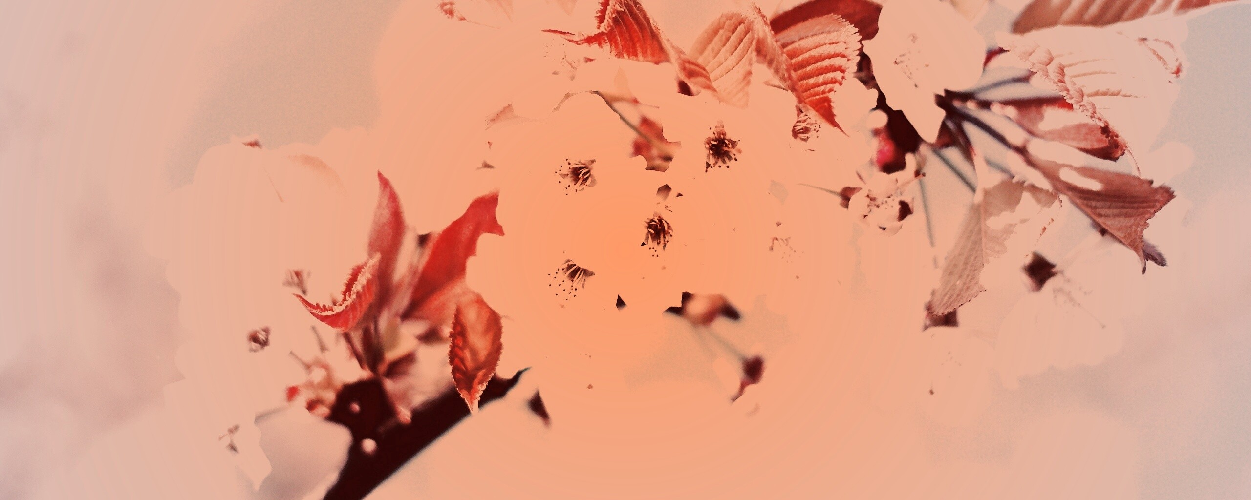 Белые цветы вишни обои