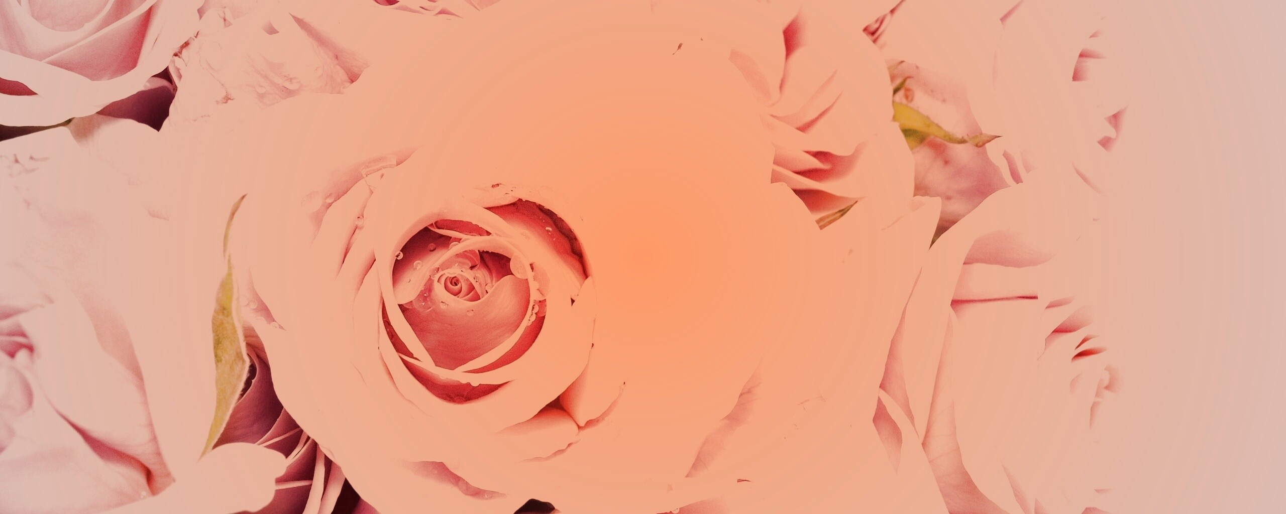 Букет розовых роз обои