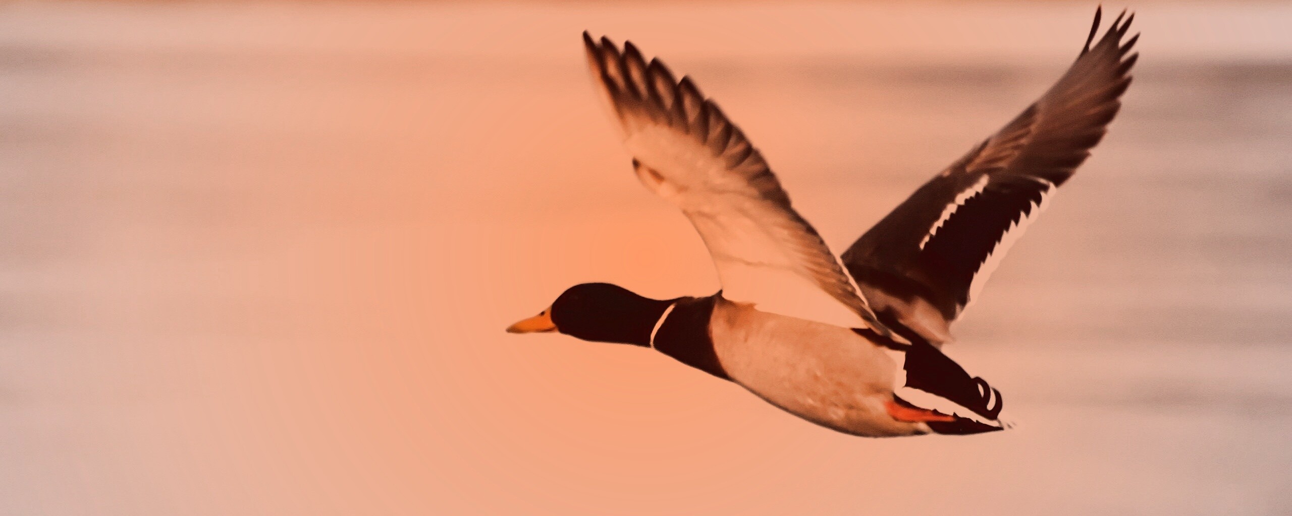 Полёт утки обои