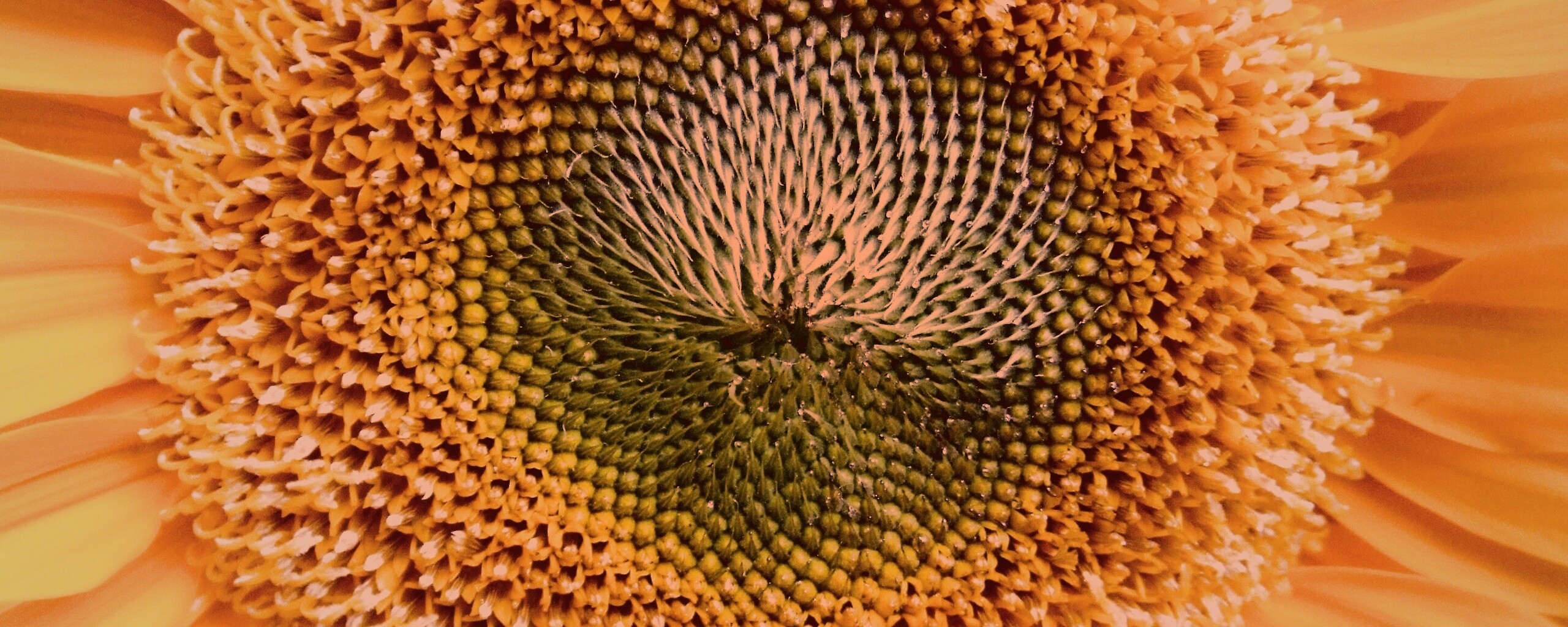 Недозревший подсолнух обои