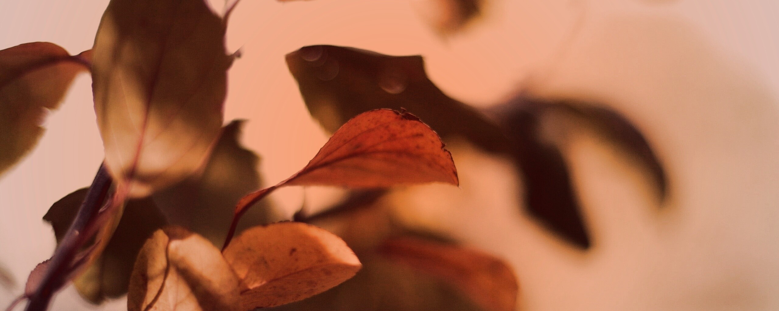 Увядающие листья обои