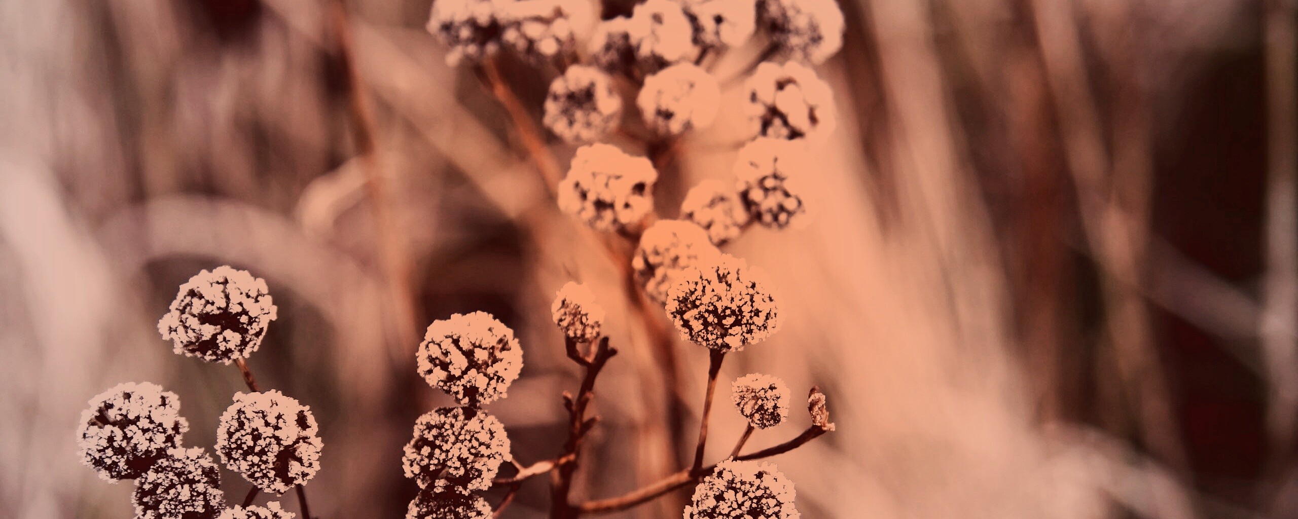 Ледяные цветы обои