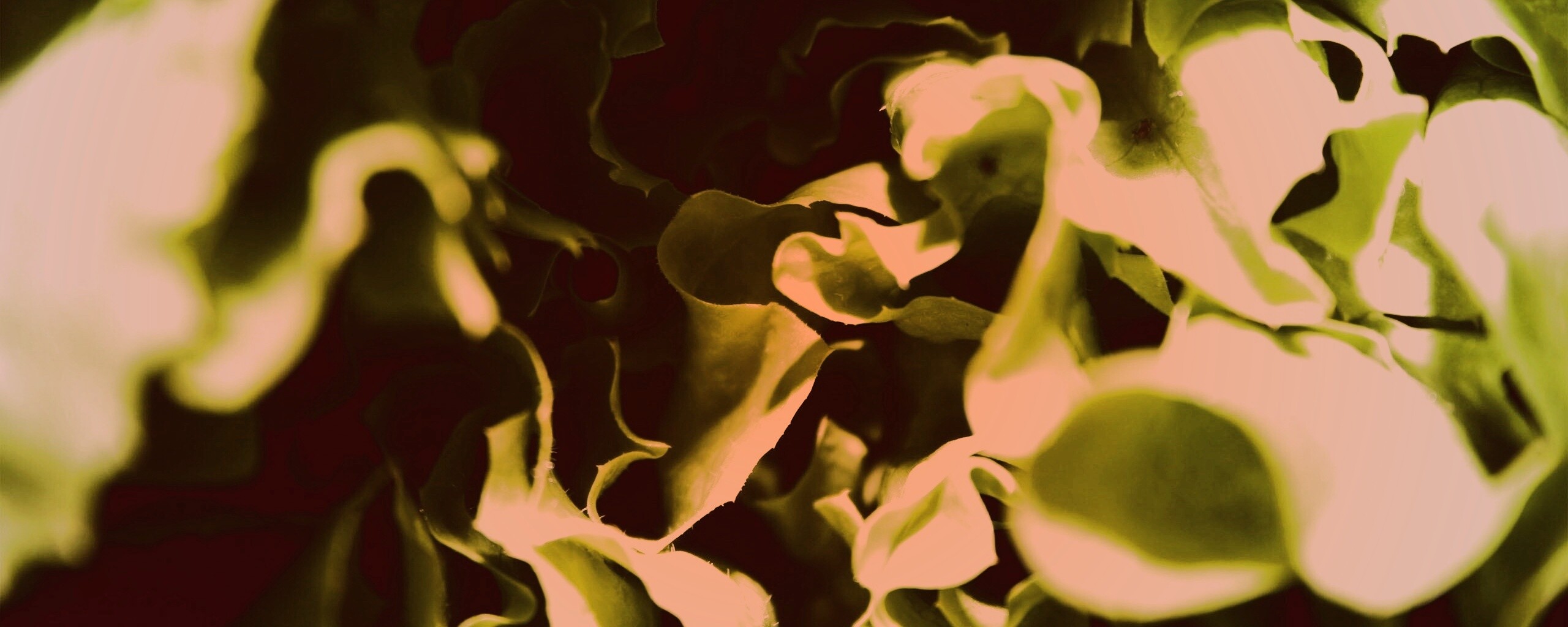 Зеленая листва обои