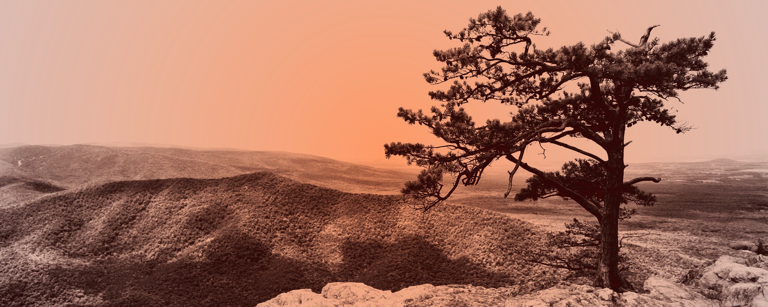 Горное дерево в черно-белых тонах обои