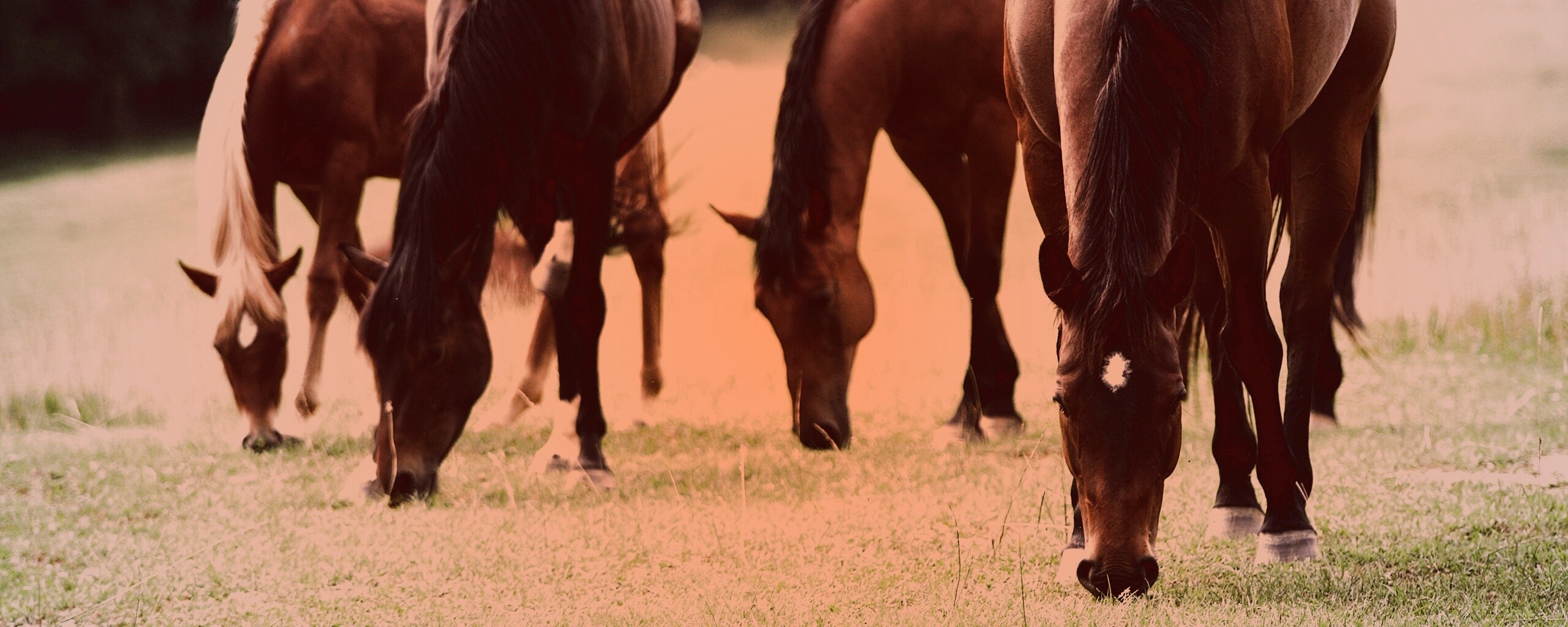 Время пощипать травку обои