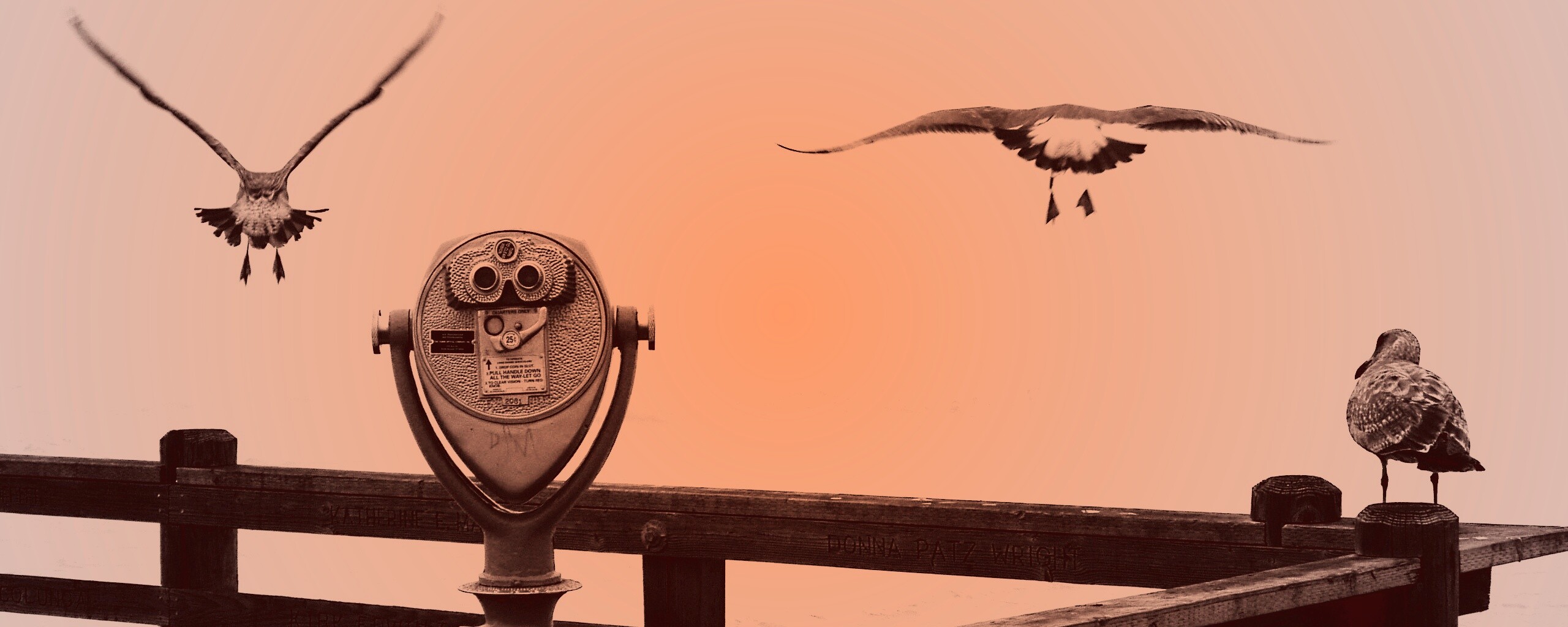 Чайки на перилах пирса обои