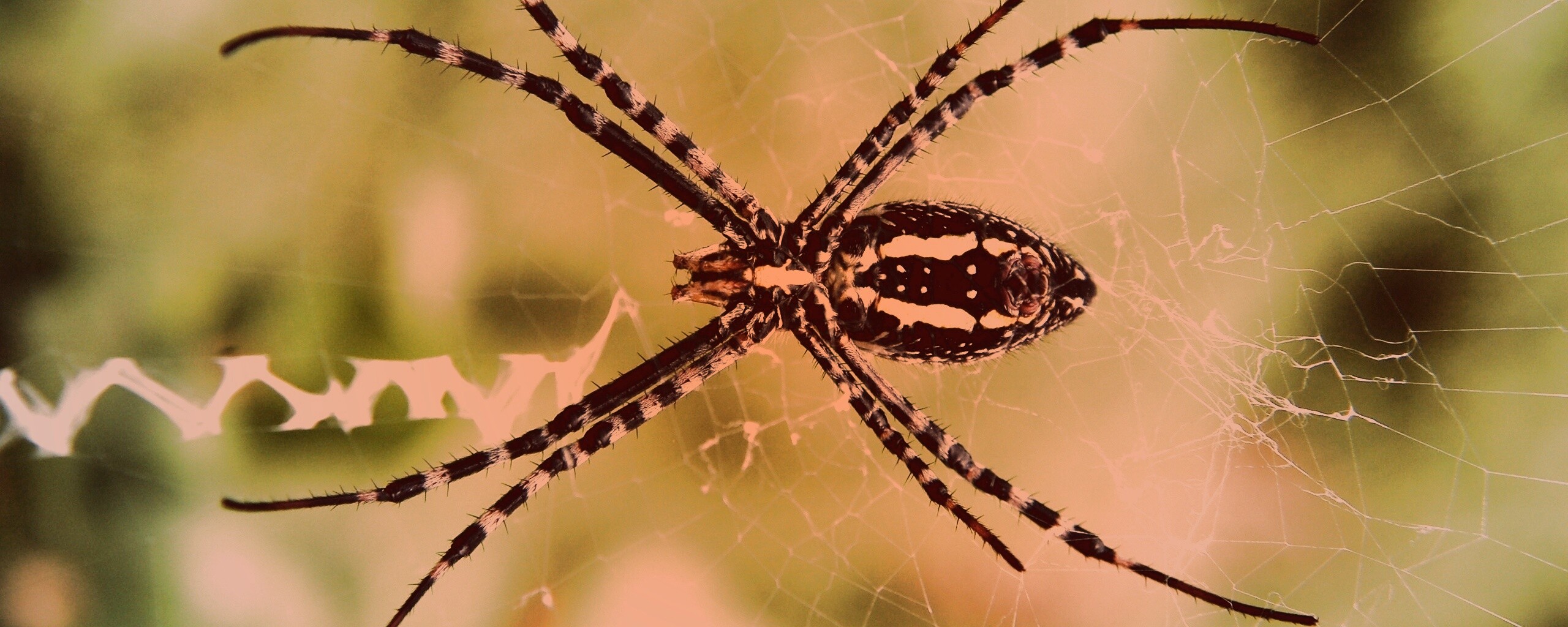 Огромный паук обои