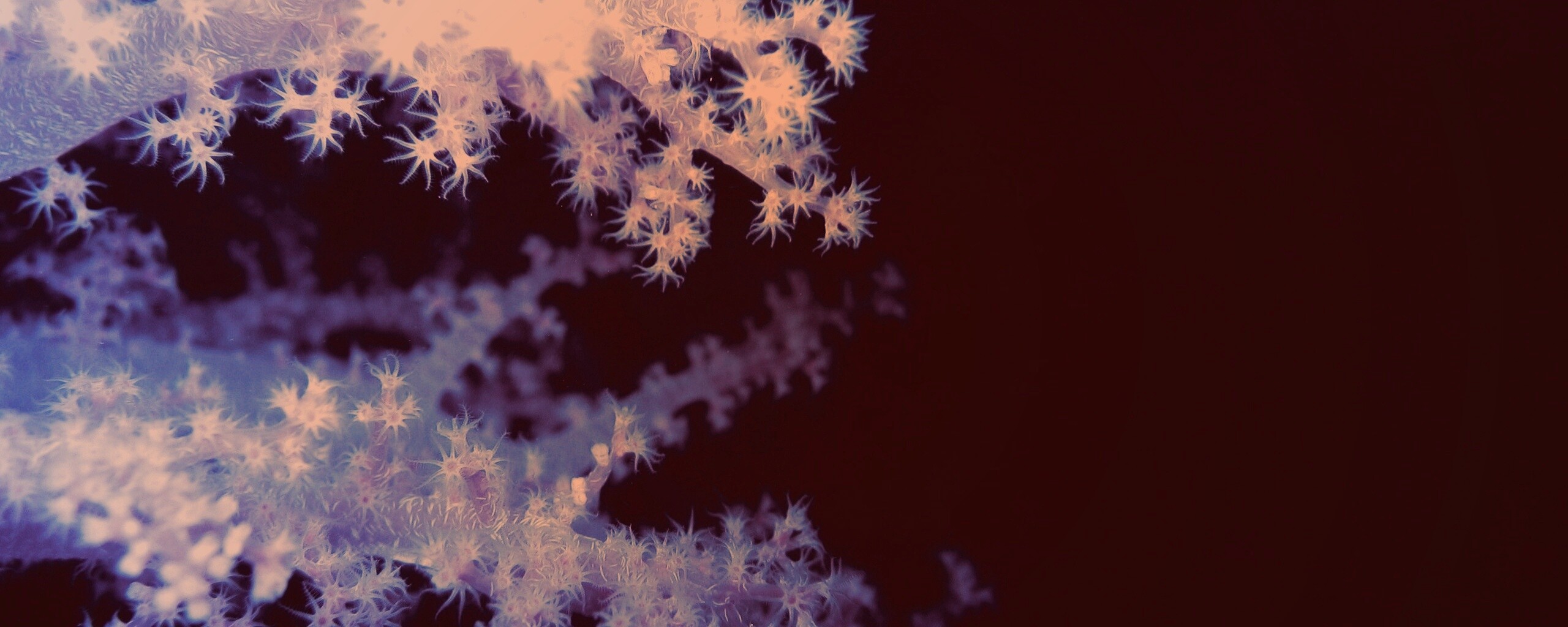 Кораллы обои