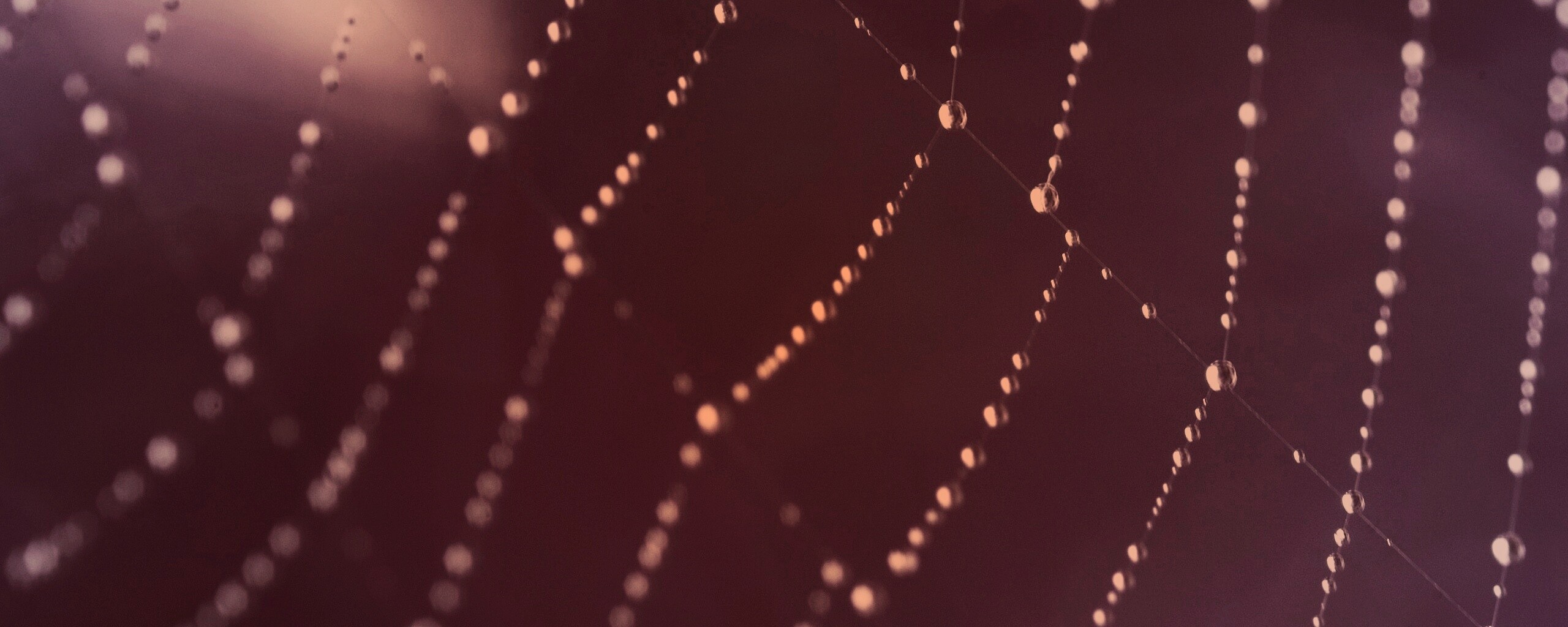 Паучья сеть обои