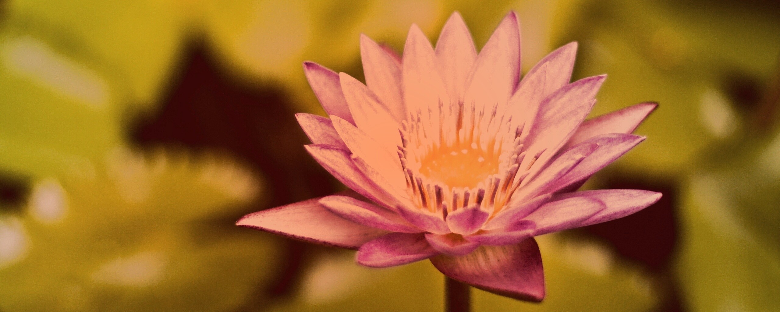 Фиолетовый цветок обои