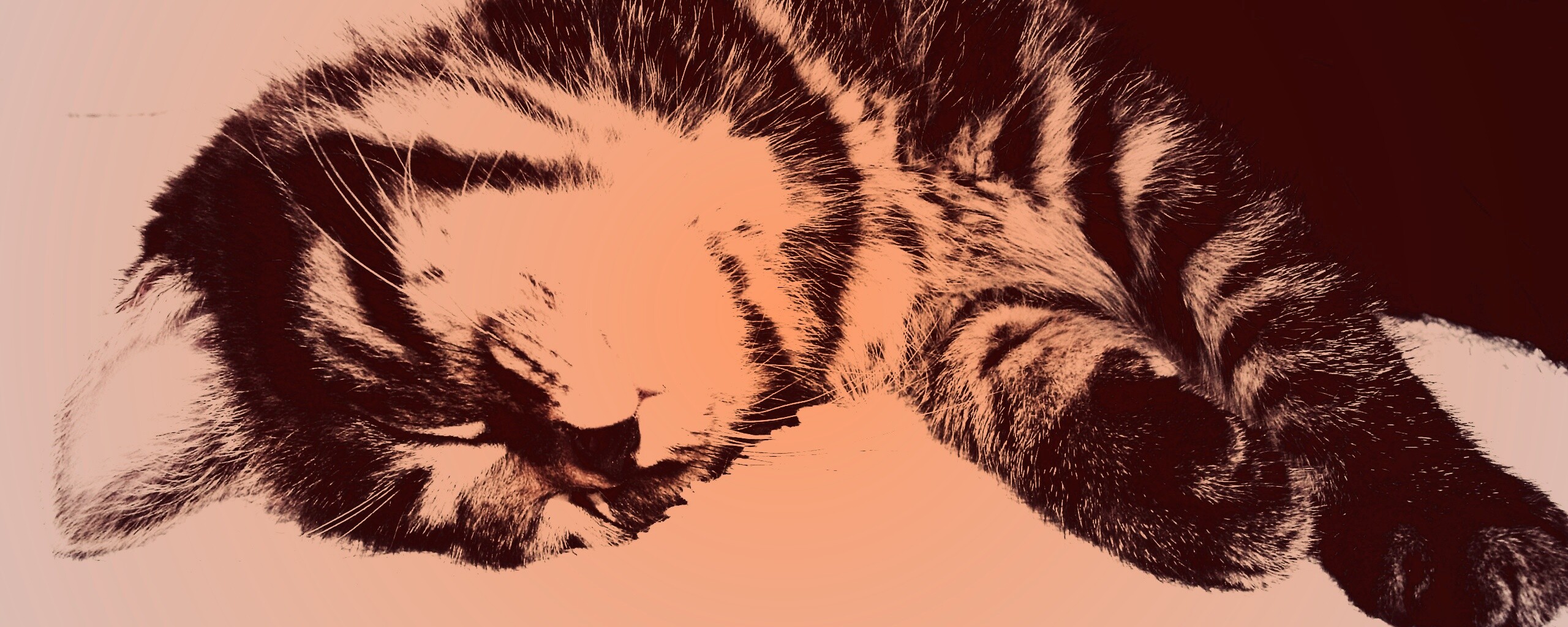 Довольный кот обои