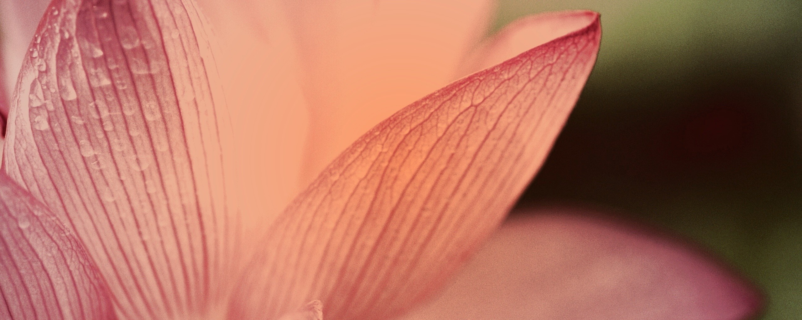 Лепестки цветов обои