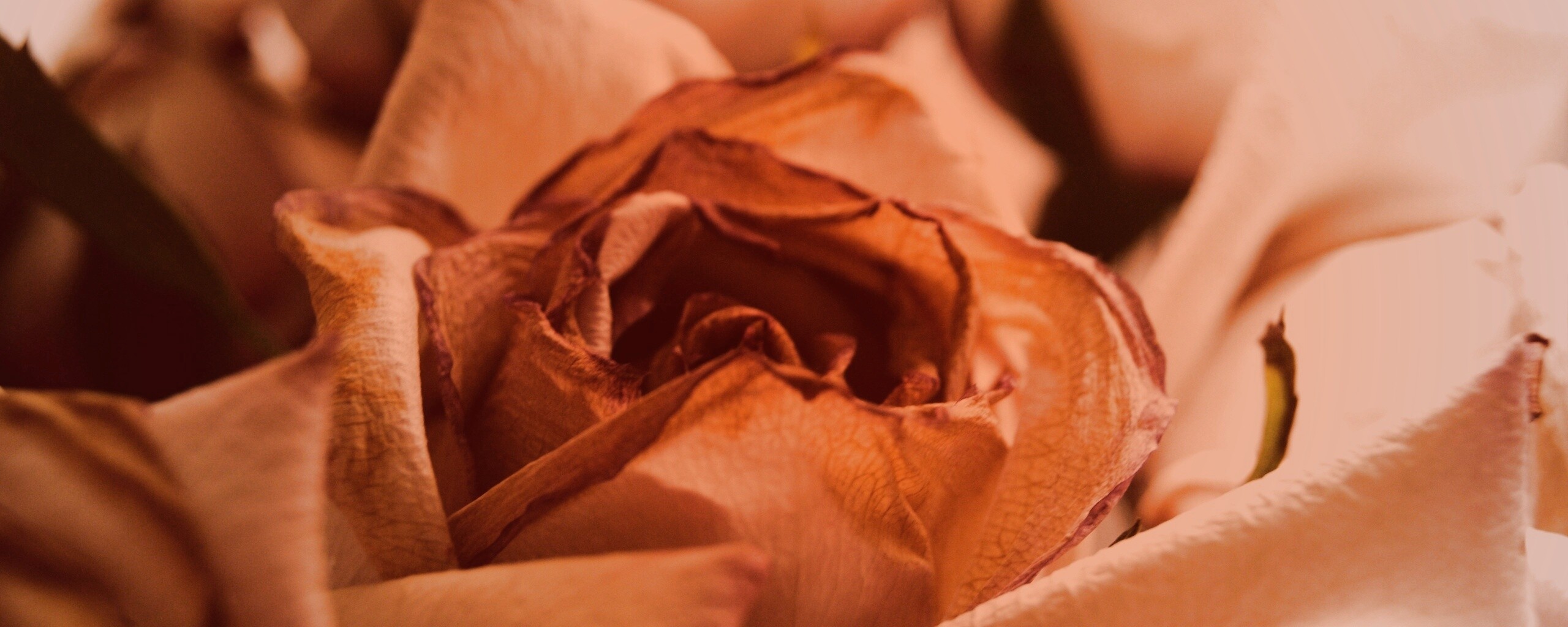 Увядающая роза обои