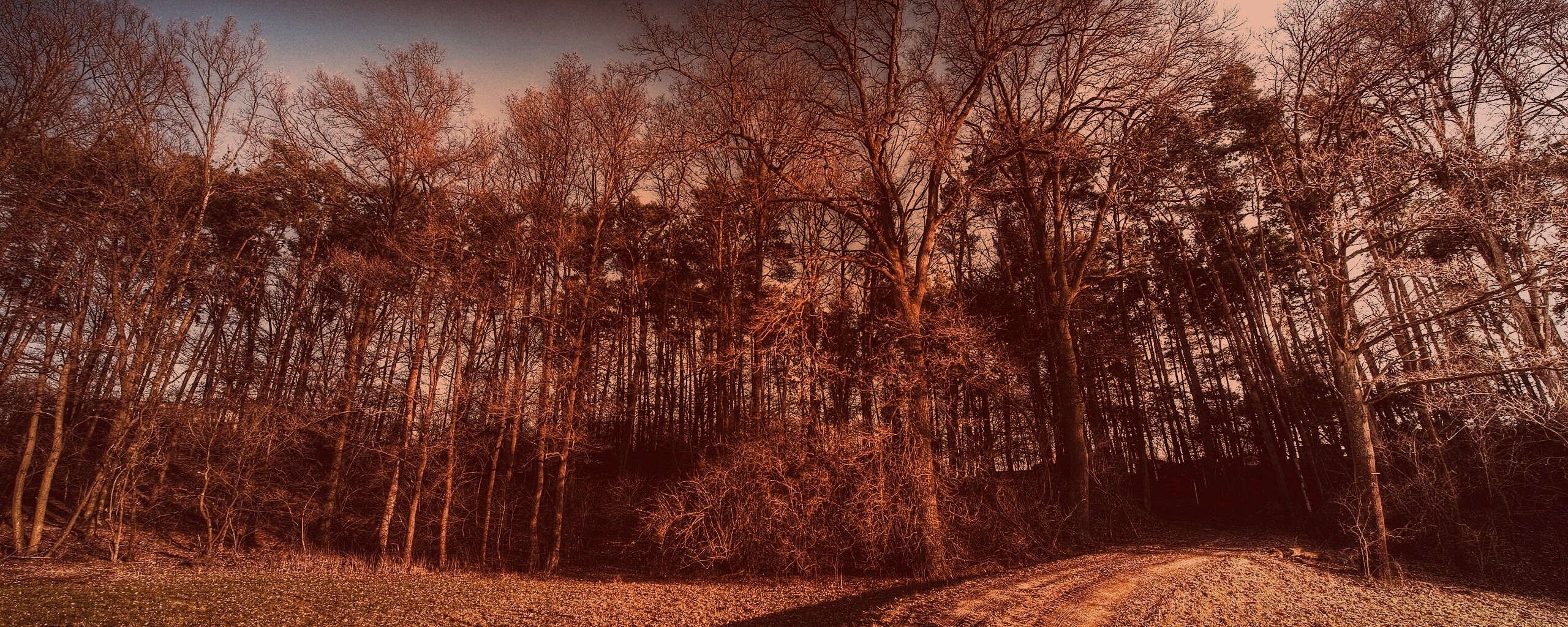 Дорога в лес обои