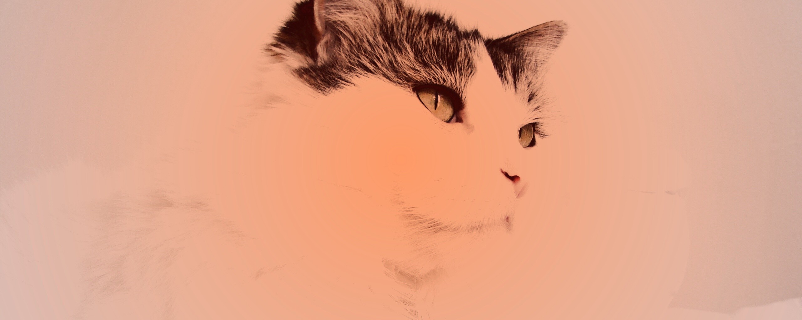 Белый кот с серой макушкой обои