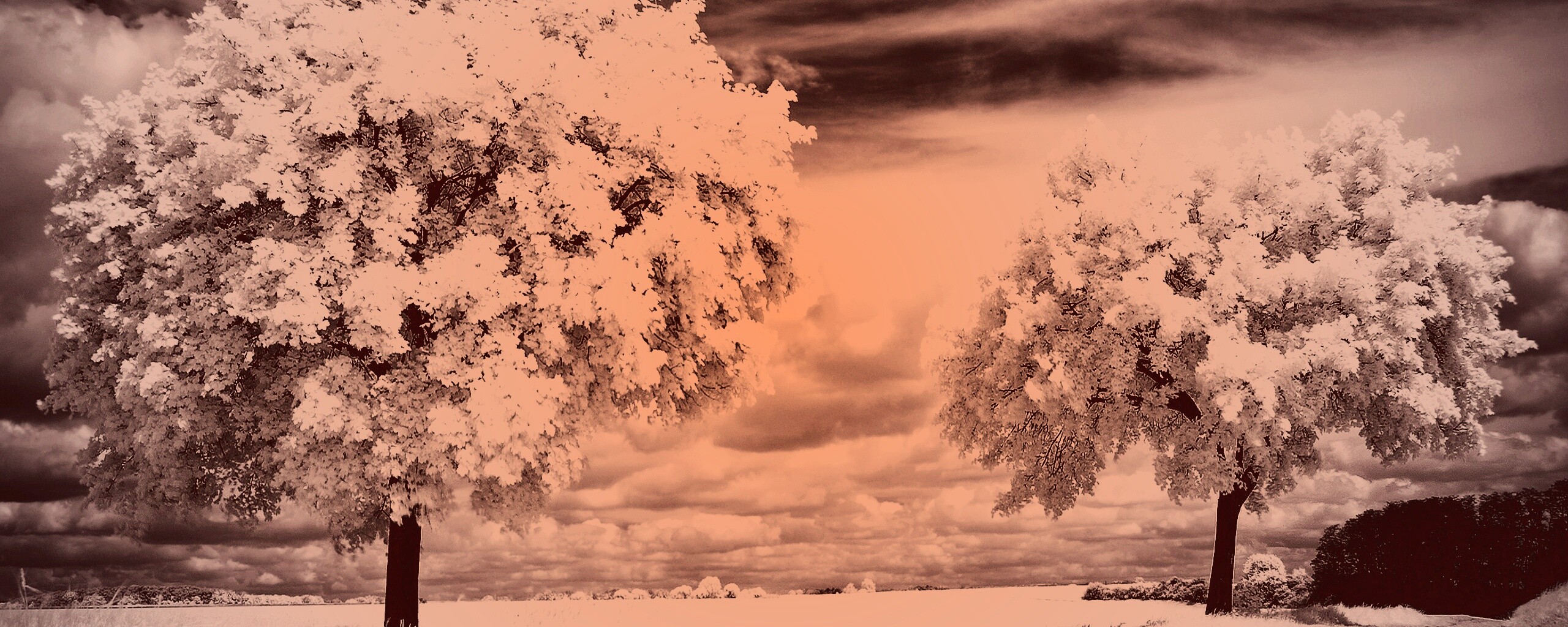 Деревья в цвету обои